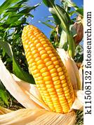 Corn field Corn field