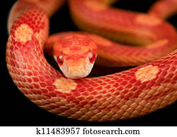 Corn snake Corn snake