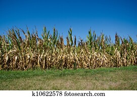 cornfield, danificado, por, seca