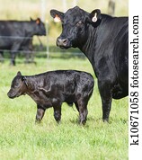 Cow and calf Cow and calf