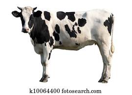 cow cow