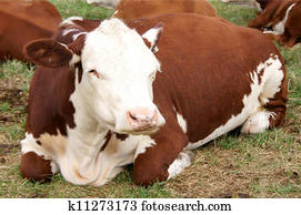 Cow Cow