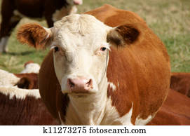 Cow Cow