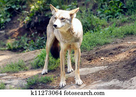 Coyote Coyote