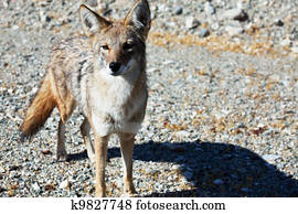 Coyote Coyote