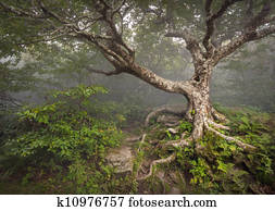 Creepy Fairytale Tree Spooky Forest Fog Appalachian NC Fantasy Landscape at Craggy Gardens in the Blue Ridge Mountains near Asheville North Carolina