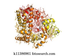 Cytochrome p450 protein, chemical structure. Cytochrome p450 protein, chemical structure.