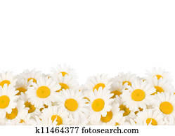 Daisy Border Daisy Border
