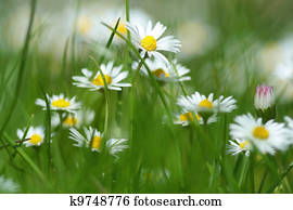 Daisy Flowers in Spring Daisy Flowers in Spring