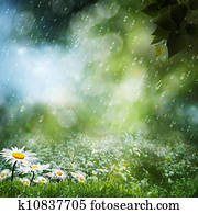 Daisy flowers under the sweet rain, natural backgrounds Daisy flowers under the sweet rain, natural backgrounds