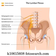 dass, lumbal, plexus,, eps8 dass, lumbal, plexus,, eps8