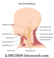 dass, zervikal, plexus,, eps10 dass, zervikal, plexus,, eps10