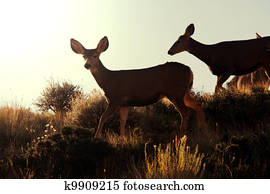 Deer Deer