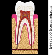 Dental medicine: Tooth cut or section isolated