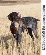 Dog and Pheasant Dog and Pheasant
