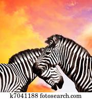 dois, zebras, ligado, a, céu