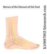 Dorsal digital nerves of foot eps10 Dorsal digital nerves of foot eps10