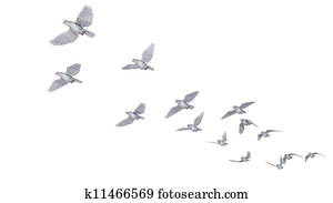 dove dove