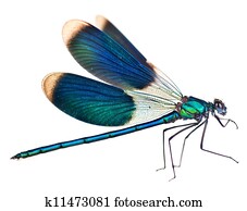 Dragonfly Isolated On White Dragonfly Isolated On White