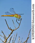 dragonfly dragonfly