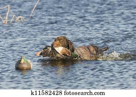 Duck Hunting Duck Hunting