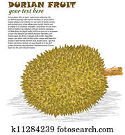 durian