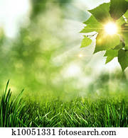 Early morning in the summer forest, abstract natural backgrounds