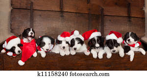 Eight christmas puppies Eight christmas puppies