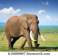 elefante, com, grande, presas