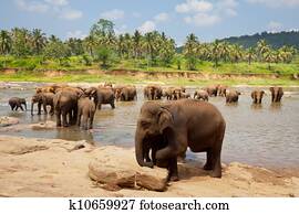 elefante, ligado, sri lanka