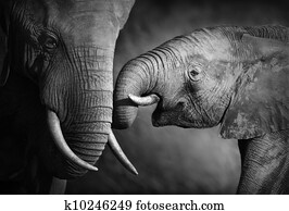 Elephant affection (Artistic processing) Elephant affection (Artistic processing)