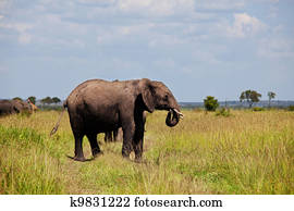 Elephant Elephant