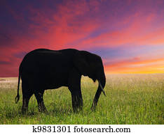 Elephant Elephant