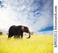 Elephant Elephant