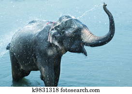 Elephant Elephant