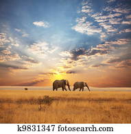 Elephant Elephant