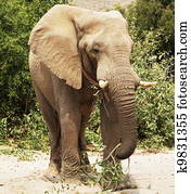 Elephant Elephant