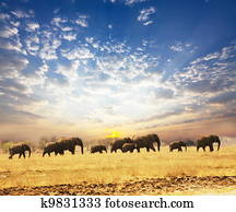 Elephants Elephants