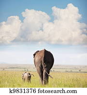 Elephants Elephants
