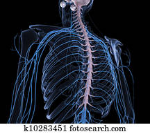 esqueleto humano, em, raio x