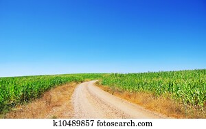 estrada, em, verde, campo milho