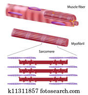 estrutura, de, esquelético, músculo, fibra
