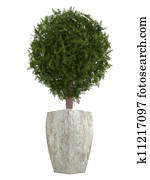 Evergreen cypress topiary tree Evergreen cypress topiary tree
