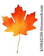 fall leaf fall leaf