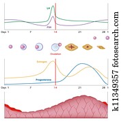 Female sexual cycle, eps10 Female sexual cycle, eps10