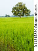 field field
