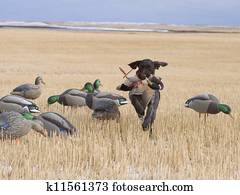 Field Duck hunting Field Duck hunting