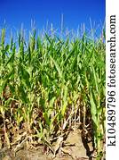 filas, de, verde, milho, em, campo, de, portugal