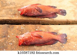 fish fresh in cape verde 