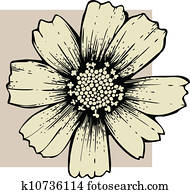 flor cosmos